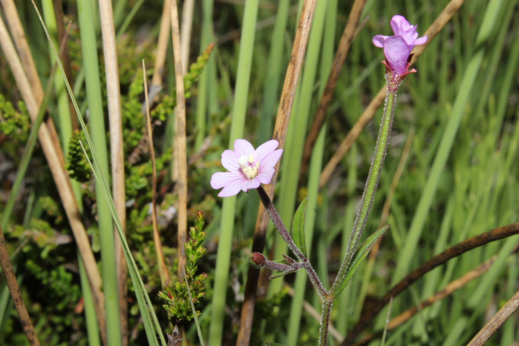 Epilobium palustre / Epilobio di palude